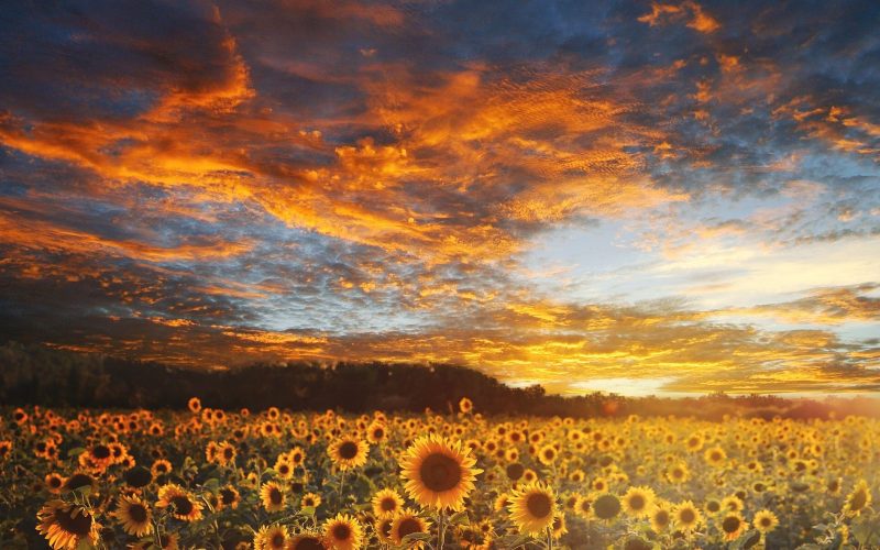 sunflower-field-730446_1920